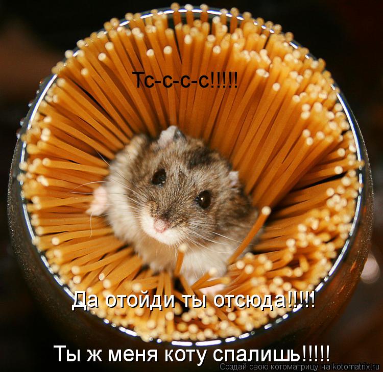 Тс-с-с-с!!!!! Да отойди ты отсюда!!!!! Ты ж меня коту спалишь!!!!!... Котоматрица: Тс-с-с-с!!!!! Да отойди ты отсюда!!!!! Ты ж меня коту спалишь!!!!!