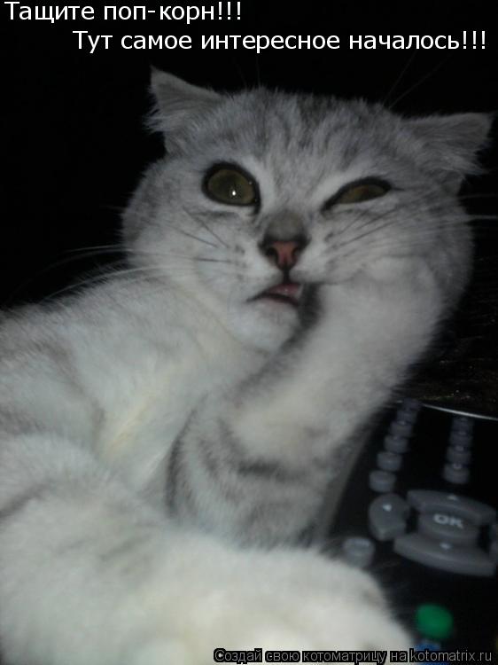 Тащите поп-корн!!! Тут самое интересное началось!!!... Котоматрица: Тащите поп-корн!!! Тут самое интересное началось!!!