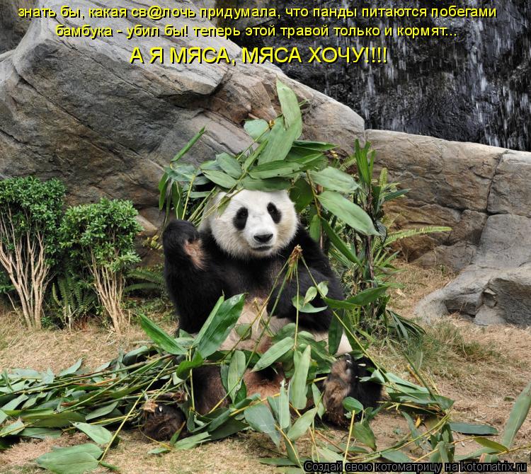 знать бы, какая св@лочь придумала, что панды питаются побегами бамбука - убил бы! теперь этой травой ... Котоматрица: знать бы, какая св@лочь придумала, что панды питаются побегами бамбука - убил бы! теперь этой травой только и кормят... А Я МЯСА, МЯСА ХОЧУ!!!!