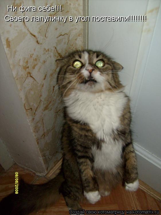 Ни фига себе!!! Своего лапуличку в угол поставили!!!!!!!!... Котоматрица: Ни фига себе!!! Своего лапуличку в угол поставили!!!!!!!!