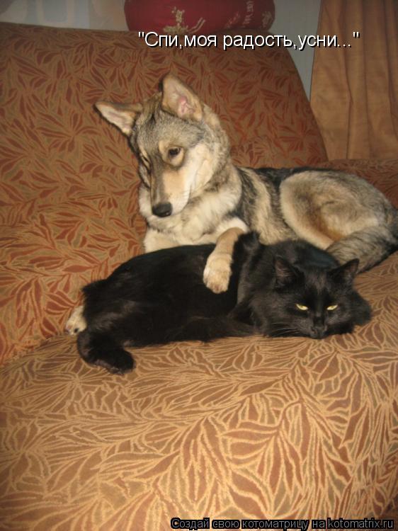 Котоматрица: "Спи,моя радость,усни..."