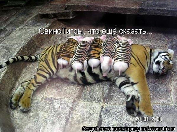 Котоматрица: СвиноТигры, что ещё сказать...