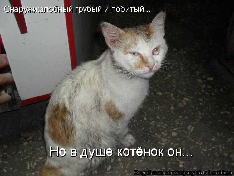 Котоматрица: Снаружи:злобный грубый и побитый... Но в душе котёнок он...