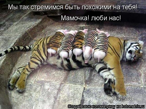Котоматрица: Мамочка! люби нас! Мы так стремимся быть похожими на тебя!