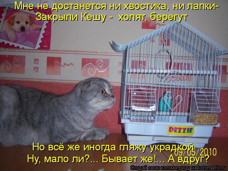 Мне не достанется ни хвостика, ни лапки- Но всё же иногда гляжу украдкой Ну, мало ли?... Бывает же!..... Котоматрица: Мне не достанется ни хвостика, ни лапки- Но всё же иногда гляжу украдкой Ну, мало ли?... Бывает же!... А вдруг? Закрыли Кешу - холят, берегут