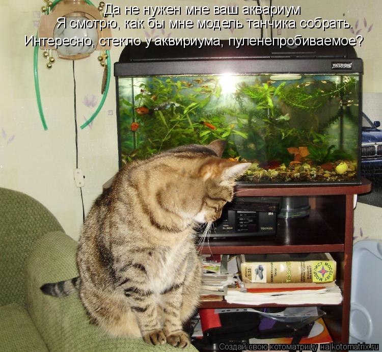 Котоматрица: Да не нужен мне ваш аквариум Я смотрю, как бы мне модель танчика собрать. Интересно, стекло у аквириума, пуленепробиваемое?