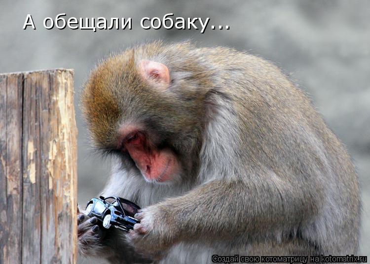 Котоматрица: А обещали собаку...