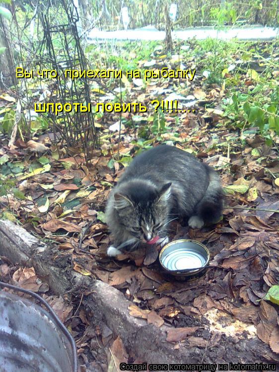 Котоматрица: Вы что, приехали на рыбалку шпроты ловить ?!!!!....