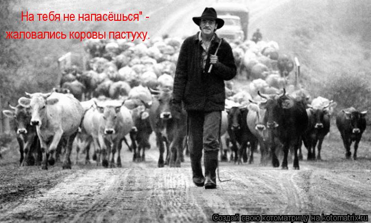 Котоматрица: На тебя не напасёшься" - жаловались коровы пастуху.