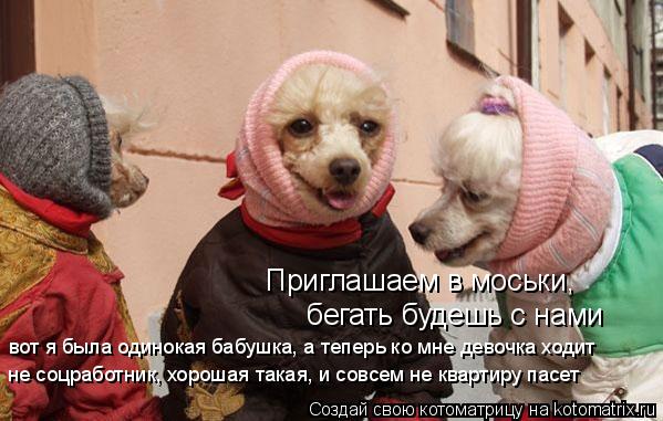 Котоматрица: Приглашаем в моськи, бегать будешь с нами вот я была одинокая бабушка, а теперь ко мне девочка ходит не соцработник, хорошая такая, и совсем 