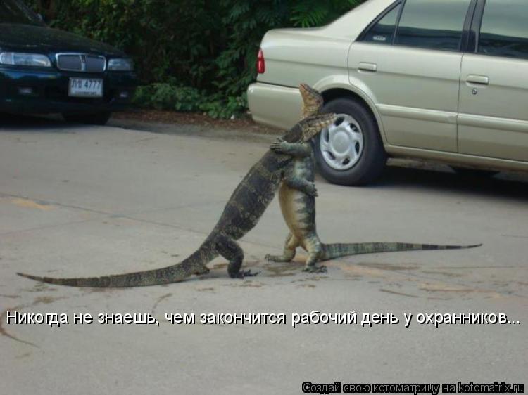 Котоматрица: Никогда не знаешь, чем закончится рабочий день у охранников...