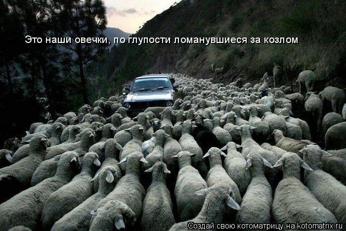 Это наши овечки, по глупости ломанувшиеся за козлом... Котоматрица: Это наши овечки, по глупости ломанувшиеся за козлом