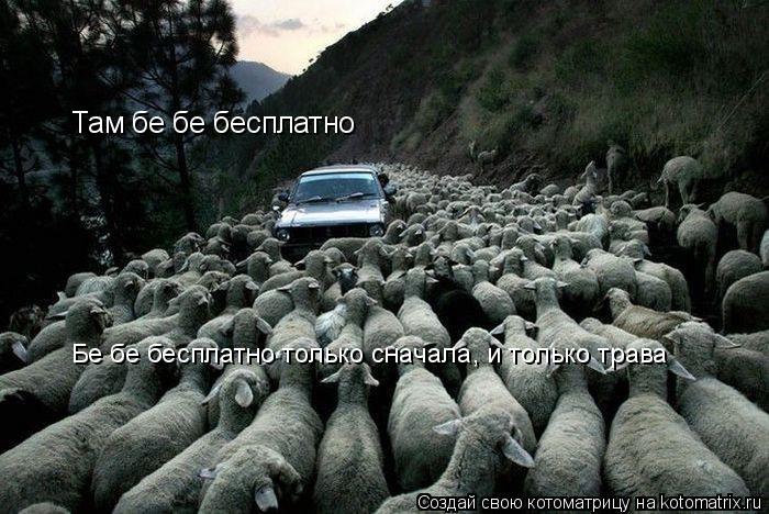 Котоматрица: Там бе бе бесплатно Бе бе бесплатно только сначала, и только трава
