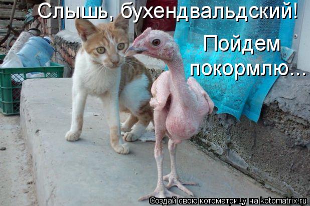 Слышь, бухендвальдский! Пойдем покормлю...... Котоматрица: Слышь, бухендвальдский! Пойдем покормлю...