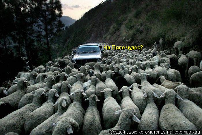 На Поле чудес?... Котоматрица: На Поле чудес?