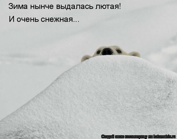 Зима нынче выдалась лютая! И очень снежная...... Котоматрица: Зима нынче выдалась лютая! И очень снежная...