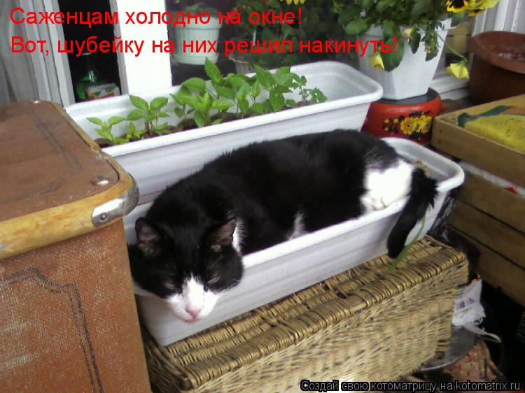 Саженцам холодно на окне! Вот, шубейку на них решил накинуть!... Котоматрица: Саженцам холодно на окне! Вот, шубейку на них решил накинуть!