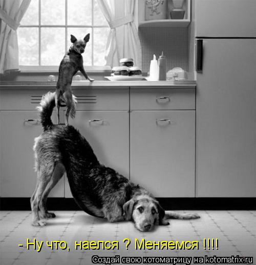 - Ну что, наелся ? Меняемся !!!!... Котоматрица: - Ну что, наелся ? Меняемся !!!!