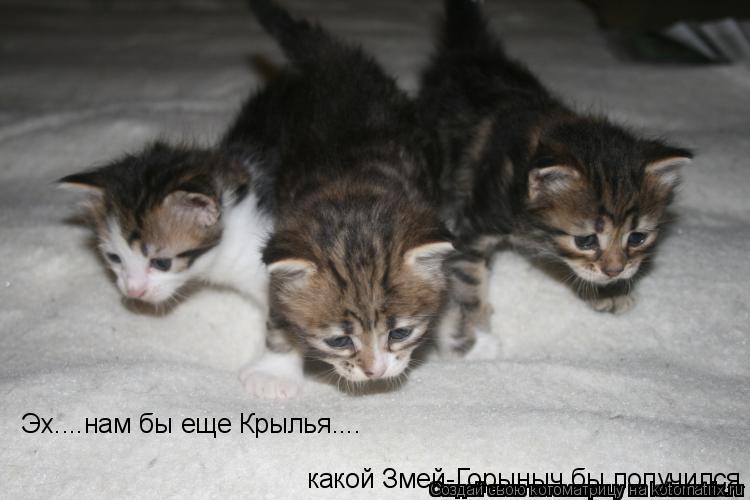 Котоматрица: Эх....нам бы еще Крылья.... какой Змей-Горыныч бы получился.....