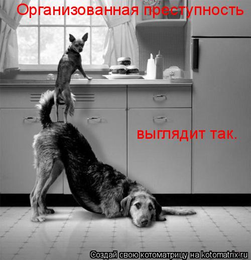 Котоматрица: Организованная преступность выглядит так.
