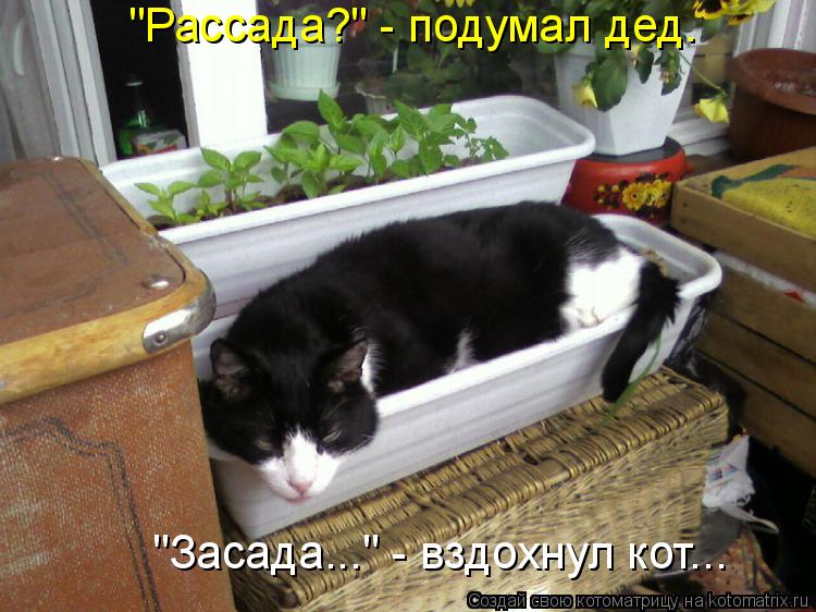 Котоматрица: "Рассада?" - подумал дед. "Засада..." - вздохнул кот...