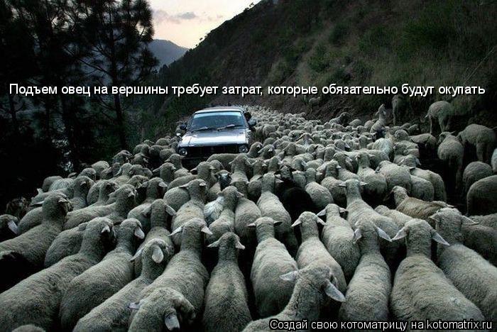 Котоматрица: Подъем овец на вершины требует затрат, которые обязательно будут окупать