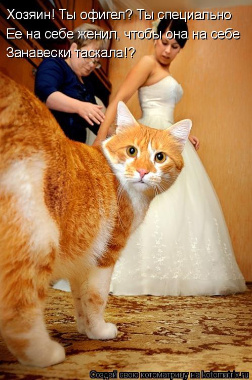 Котоматрица: Хозяин! Ты офигел? Ты специально Ее на себе женил, чтобы она на себе Занавески таскала!?