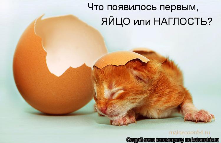 Котоматрица: Что появилось первым, ЯЙЦО или НАГЛОСТЬ?