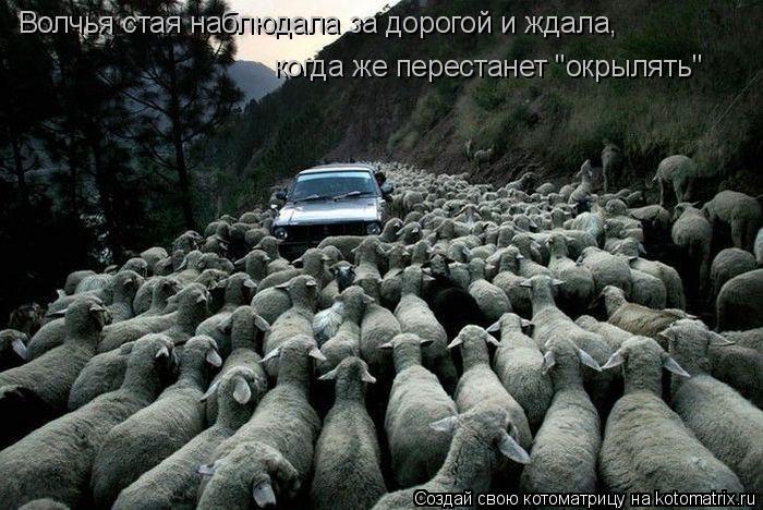 Котоматрица: Волчья стая наблюдала за дорогой и ждала, когда же перестанет "окрылять"