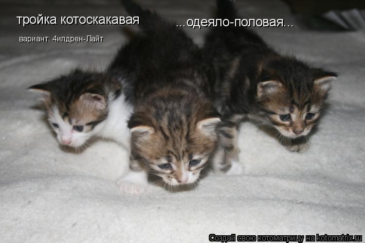 Котоматрица: тройка котоскакавая ...одеяло-половая... вариант: 4илдрен-Лайт
