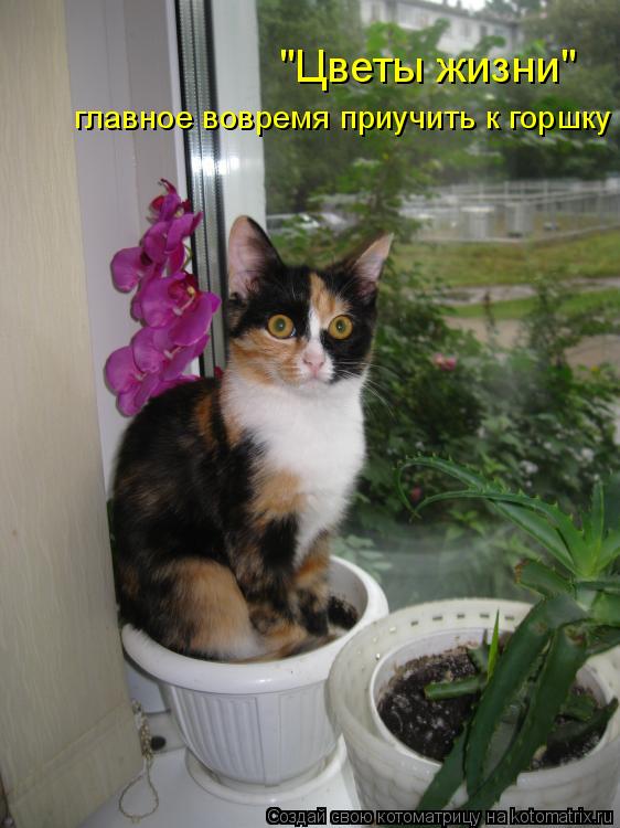 Котоматрица: "Цветы жизни" главное вовремя приучить к горшку