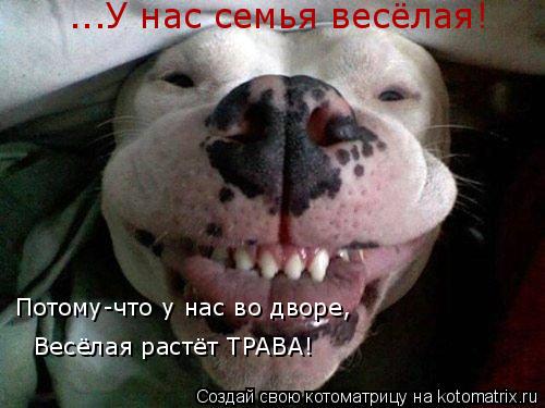 Котоматрица: ...У нас семья весёлая! Потому-что у нас во дворе, Весёлая растёт ТРАВА!