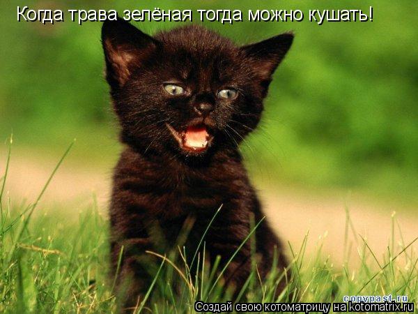 Котоматрица: Когда трава зелёная тогда можно кушать!