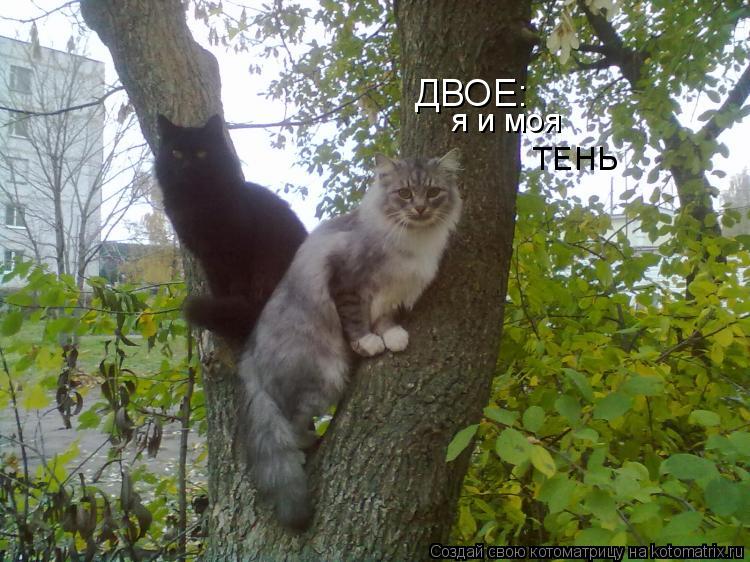 Котоматрица: ДВОЕ: я и моя ТЕНЬ
