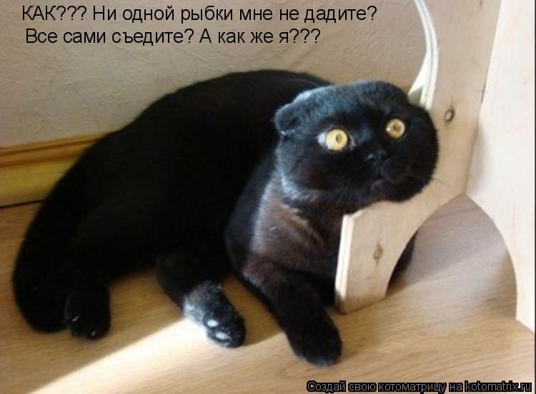 Котоматрица: КАК??? Ни одной рыбки мне не дадите? Все сами съедите? А как же я???