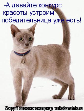 Котоматрица: -А давайте конкурс  красоты устроим победительница уже есть!