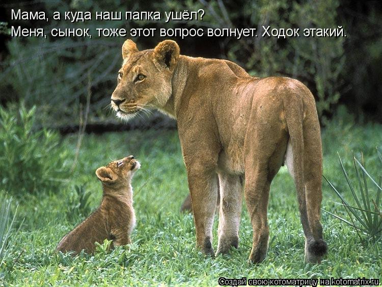 Котоматрица: Мама, а куда наш папка ушёл? Меня, сынок, тоже этот вопрос волнует. Ходок этакий.