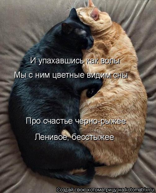 Котоматрица: И упахавшись как волы Мы с ним цветные видим сны Про счастье черно-рыжее Ленивое, бесстыжее