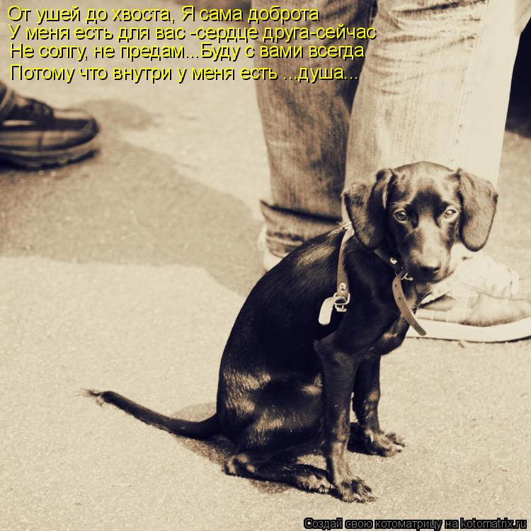 Котоматрица: От ушей до хвоста, Я сама доброта У меня есть для вас -сердце друга-сейчас Не солгу, не предам...Буду с вами всегда Потому что внутри у меня ест