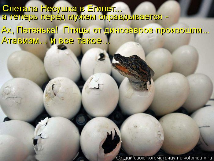 Котоматрица: Слетала Несушка в Египет... а теперь перед мужем оправдывается -  Ах, Петенька!  Птицы от динозавров произошли... Атавизм... и все такое...