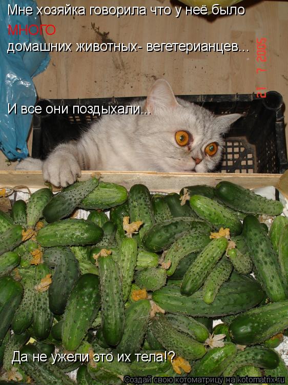 Котоматрица: Мне хозяйка говорила что у неё было МНОГО домашних животных- вегетерианцев... И все они поздыхали... Да не ужели это их тела!?