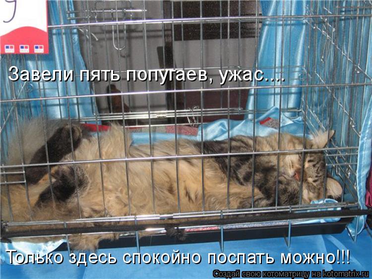 Котоматрица: Только здесь спокойно поспать можно!!! Завели пять попугаев, ужас....