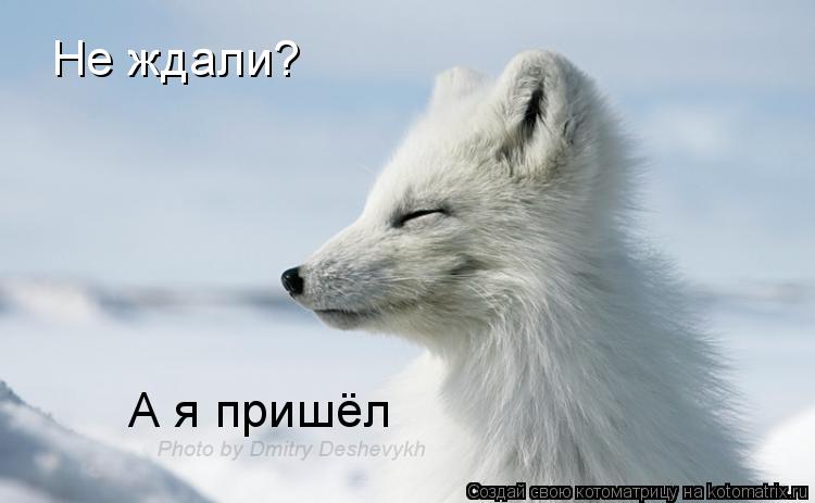 Котоматрица: Не ждали?  А я пришёл