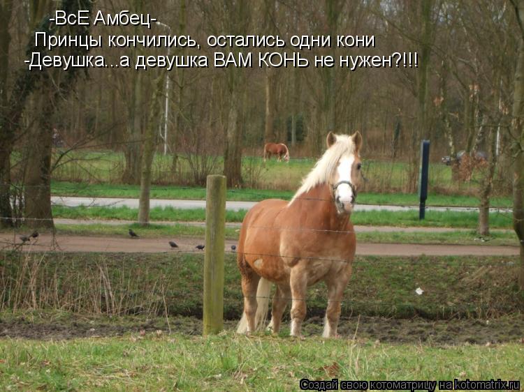 Котоматрица: -ВсЕ Амбец- Принцы кончились, остались одни кони -Девушка...а девушка ВАМ КОНЬ не нужен?!!!