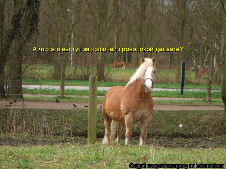 Котоматрица: А что это вы тут за колючей проволокой делаете? А что это вы тут за колючей проволокой делаете?
