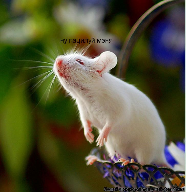 Котоматрица: ну пацилуй мэня