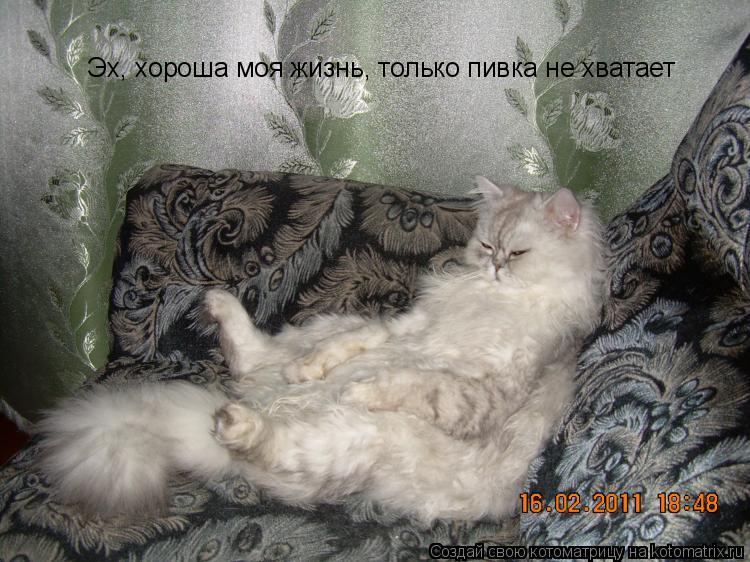 Котоматрица: Эх, хороша моя жизнь, только пивка не хватает