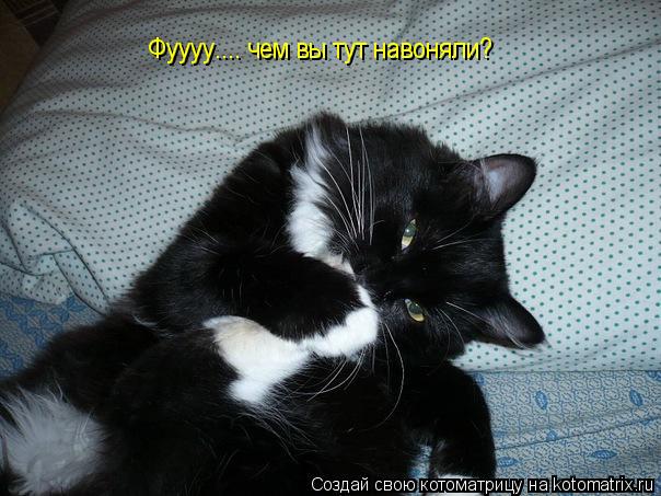Котоматрица: Фуууу.... чем вы тут навоняли?