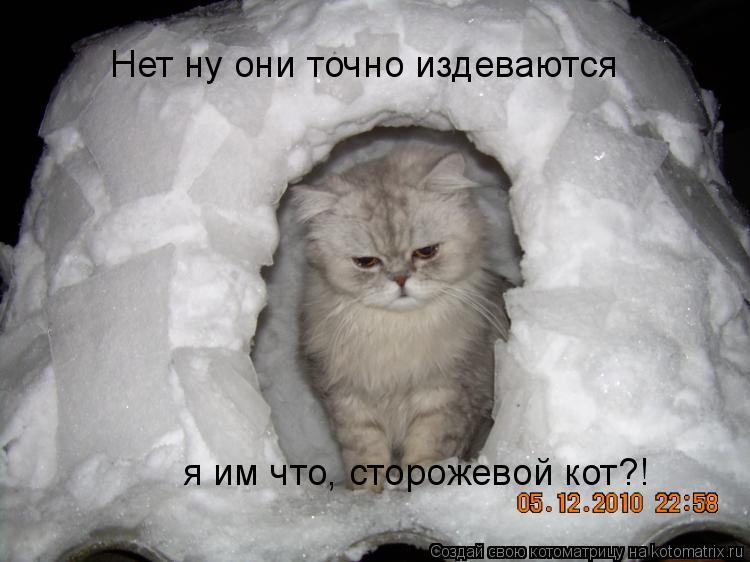 Котоматрица: Нет ну они точно издеваются я им что, сторожевой кот?!