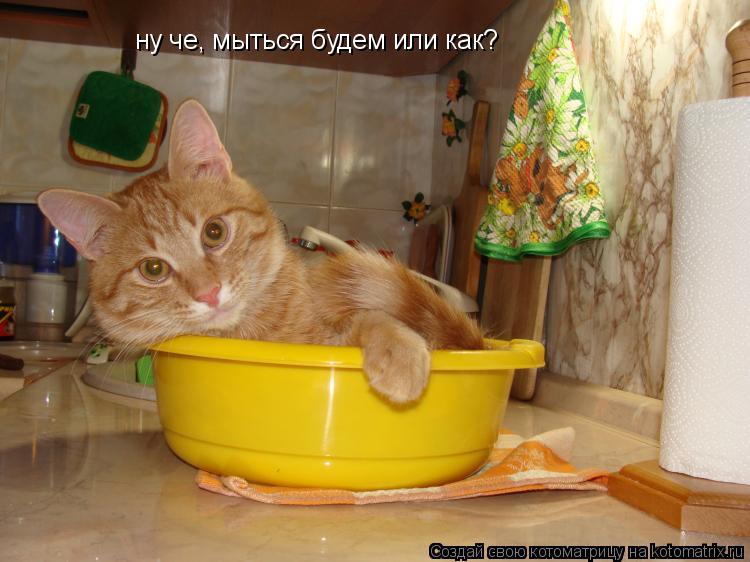 Котоматрица: ну че, мыться будем или как?